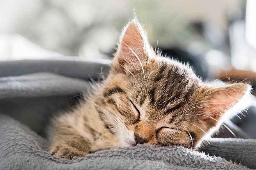 chat, chaton, en train de dormir, animal de compagnie, minou, tigré, maquereau, dormir, endormi, tête, fourrure