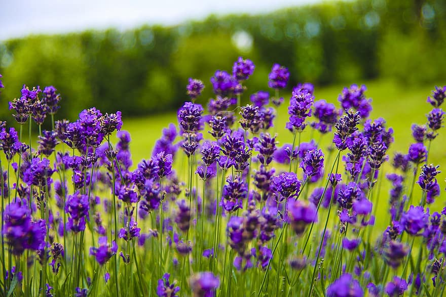 lavender, bunga-bunga, tanaman, lavender bahasa inggris, berkembang, bidang, musim panas, bunga, menanam, ungu, warna hijau