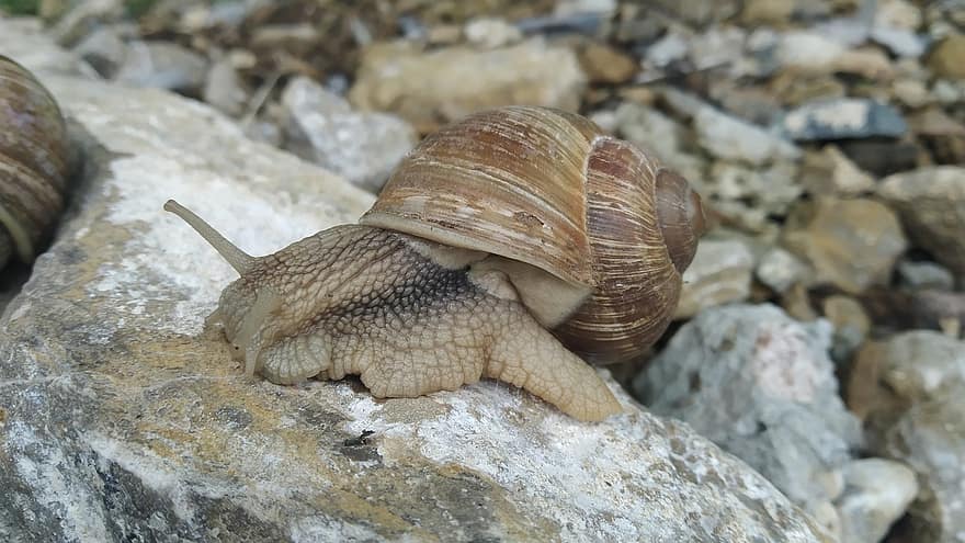 Snail, Shell, Mollusk, Animals, close-up, slimy, slow, gastropod, crawling, macro, animals in the wild
