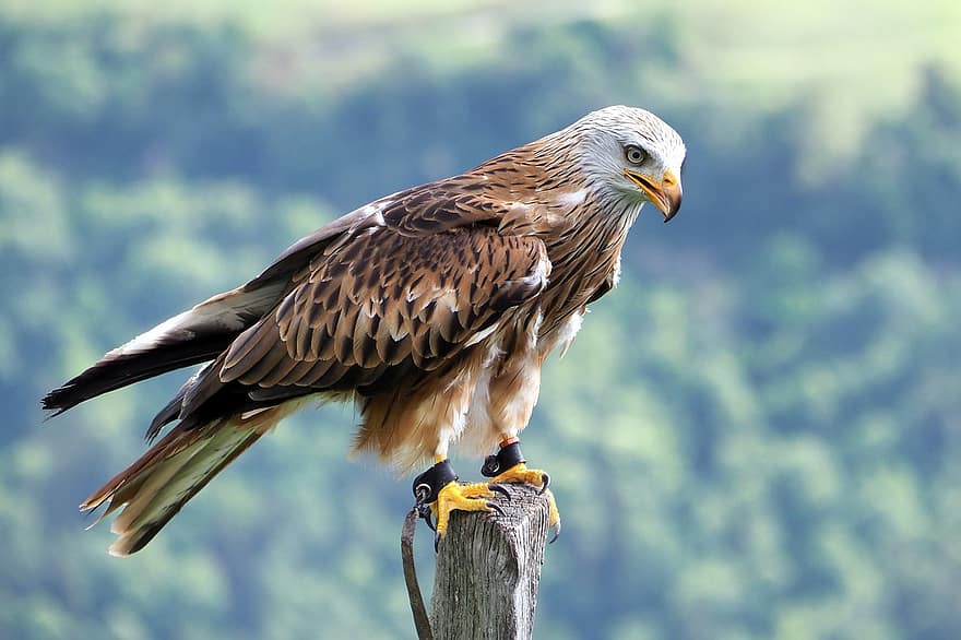 Red Kite, Bird, Wood, Animal, Falcon, Bird Of Prey, Raptor, Wildlife, Predator, Perched, Plumage