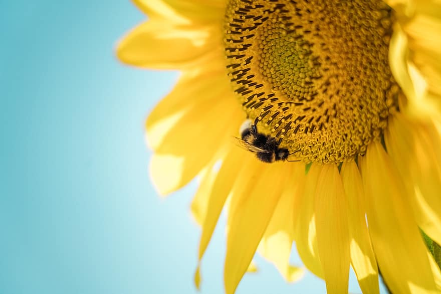 Sonnenblume, Biene, bestäuben, Pollen, Bestäubung, Sonnenblumenkerne, Hymenoptera, Insekt, Blume, blühen, Gelb