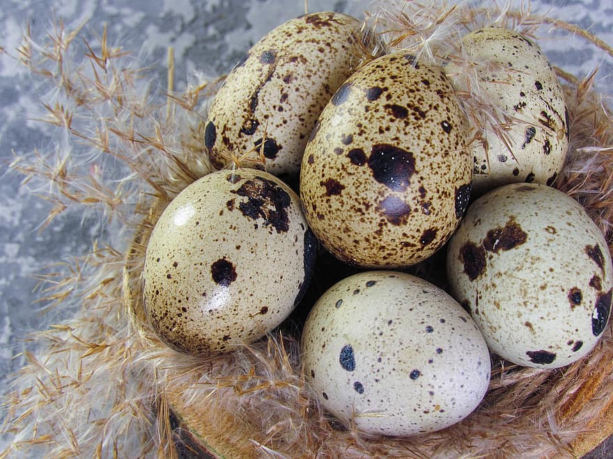 яйца, перепелиные яйца, органические яйца, гнездо, Птичье гнездо, закрыть, питание, крупный план, яйцо животного, гнездо животных, фоны