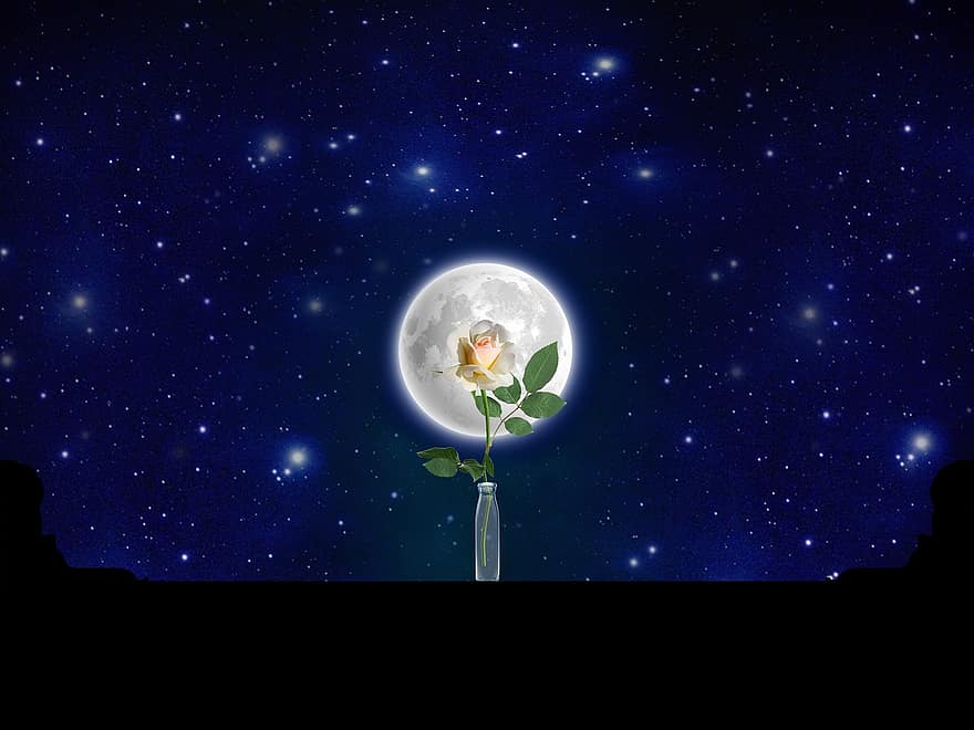 Rosa, flor, Luna, empieza, balcón, flora, botánica, escena, cielo
