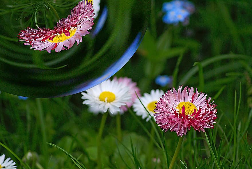 Reflection, Bubble, Sphere, Distortion, Flowers, Daisy, Meadow, Grass, Green, Three Flowers, Assembly