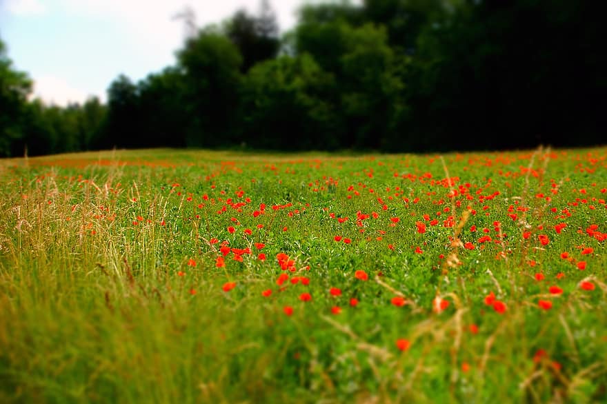 Poppy, Nature, Meadow, Forest, Field, Outdoors, Bloom