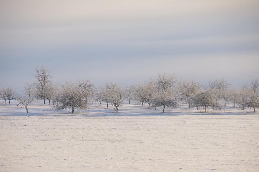 livadă, copaci, iarnă, zăpadă, îngheţ, rece, bruma, Măr, pomi fructiferi, peisaj, copac