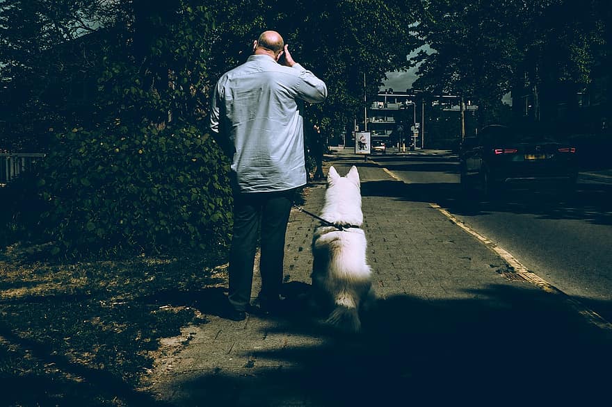 vyras, šuo, gatvė, stovėti, laukia, paryškinti, vyrai, augintiniai, suaugusiųjų, gyvenimo būdą, vaikščioti