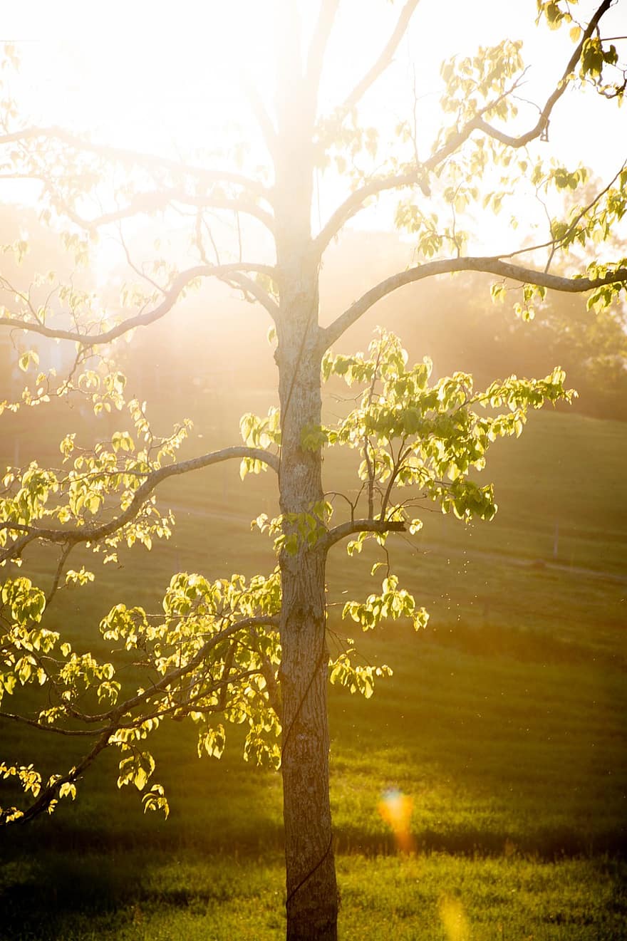 arbre, lumière du soleil, des champs, ranch, ferme, Prairie, la nature, Soleil, lumière, branches