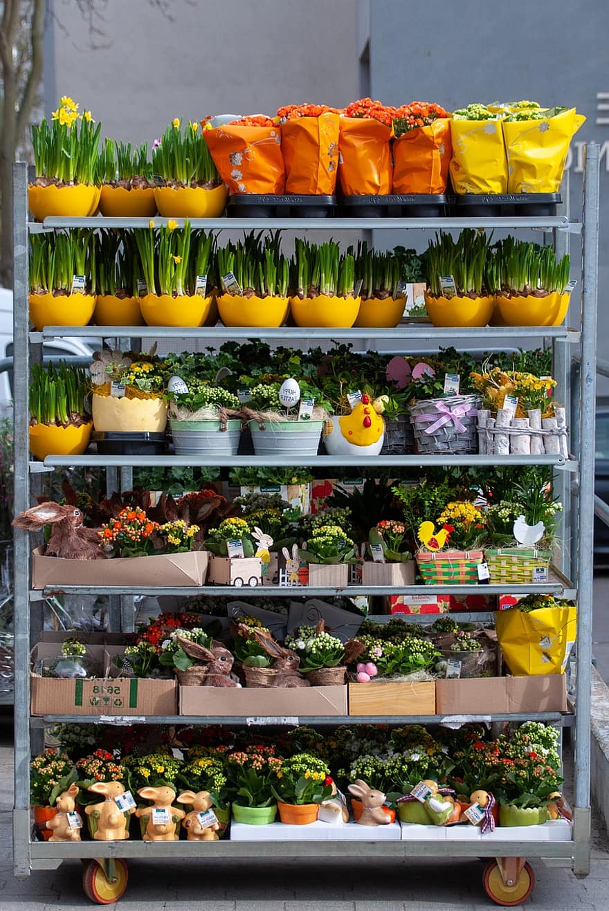 estante, plantas de interior, macetas, plantas, frescura, almacenar, variación, Al por menor, flor, planta, multi color