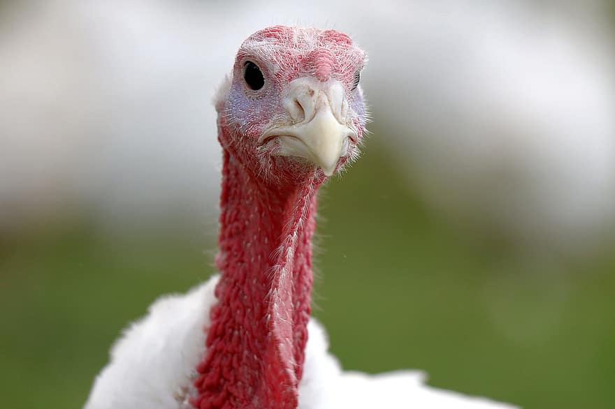 Turkey, Bird, Bill, Poultry, Head, Cattle, Young, Animal, Agriculture, Skin Flap, Eyes