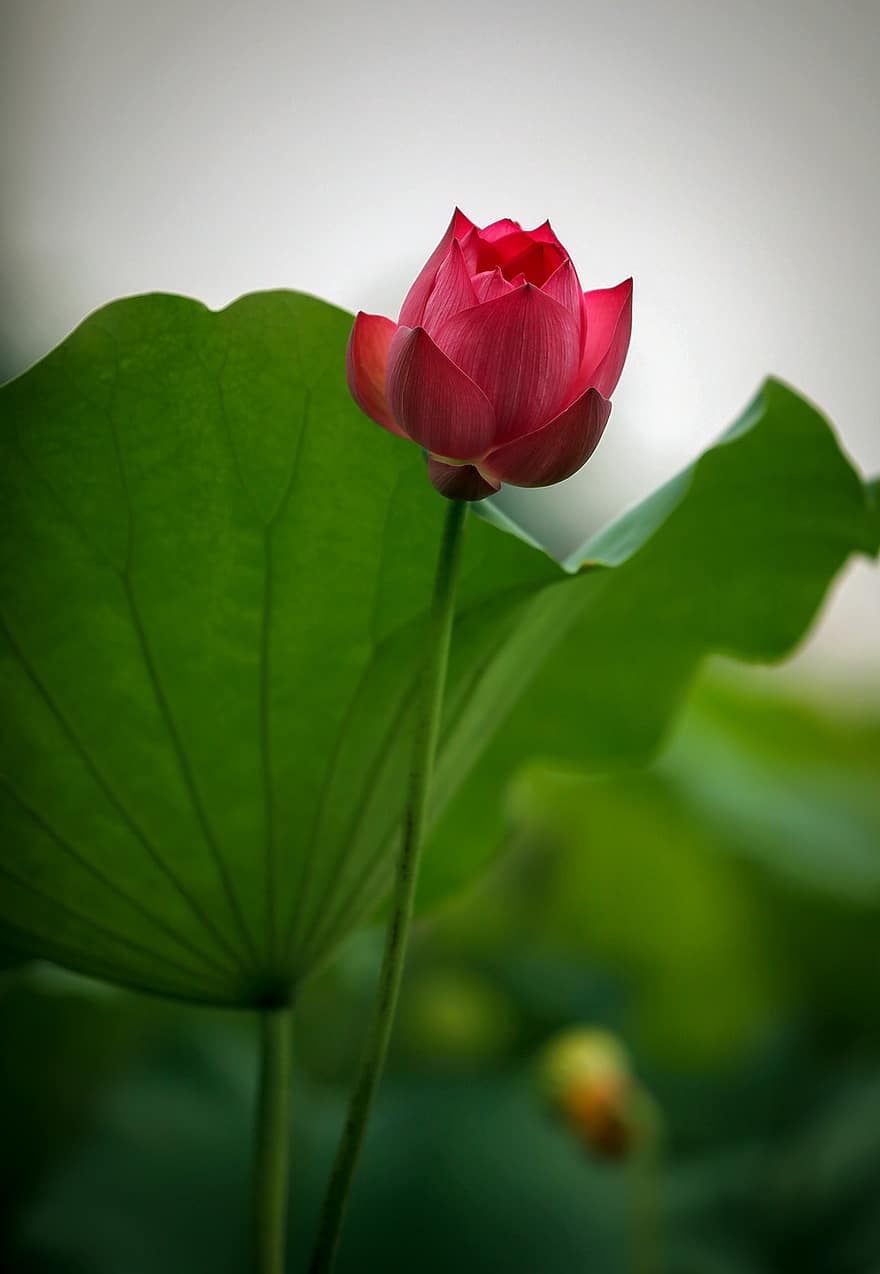 Lotus, Flower, Leaves, Pink Flower, Lotus Flower, Blooming, Blossoming, Flora, Aquatic Plant, Nature