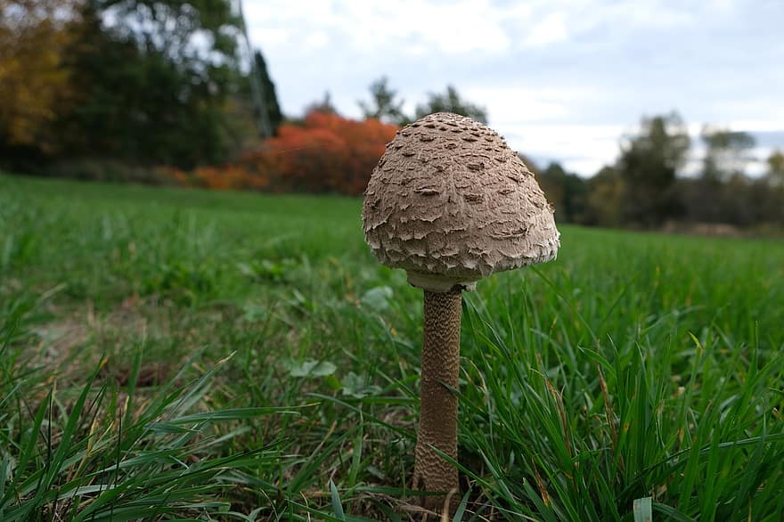 гриб, трава, луг, поганка, грибок, природа, крупный план, лес, Herbst, Pilz, осень