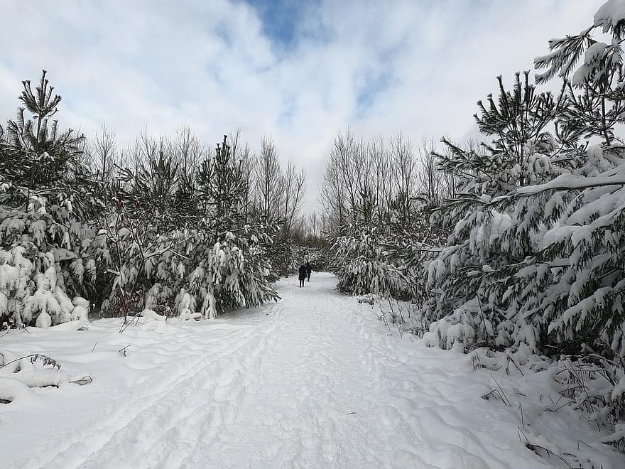pathway, vej, træer, Skov, mennesker, sne, vinter