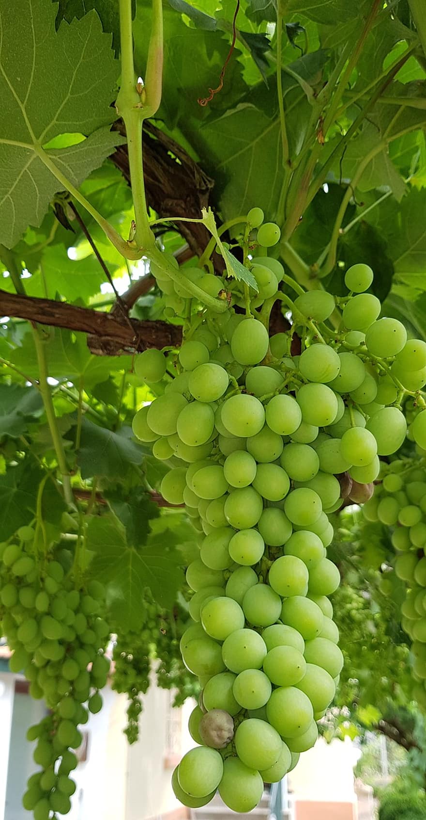 Fruit, Grapes, Organic, Growth, Vitamin, Sweet, grape, leaf, agriculture, green color, freshness