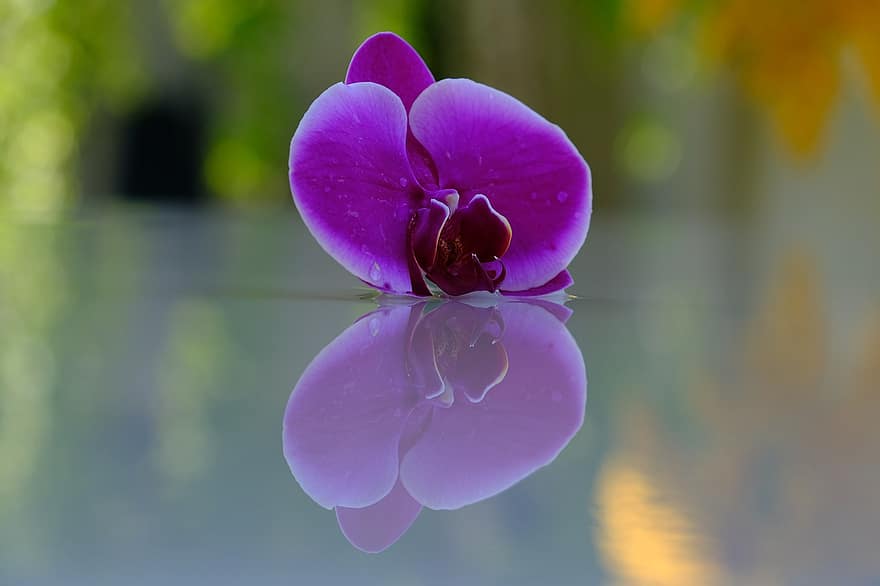 anggrek, bunga, refleksi, mirroring, bunga ungu, kelopak, kelopak ungu, berkembang, mekar
