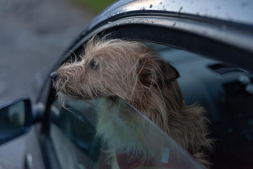 Собака в машине, терьер, автомобиль, транспортное средство, щенок, животное