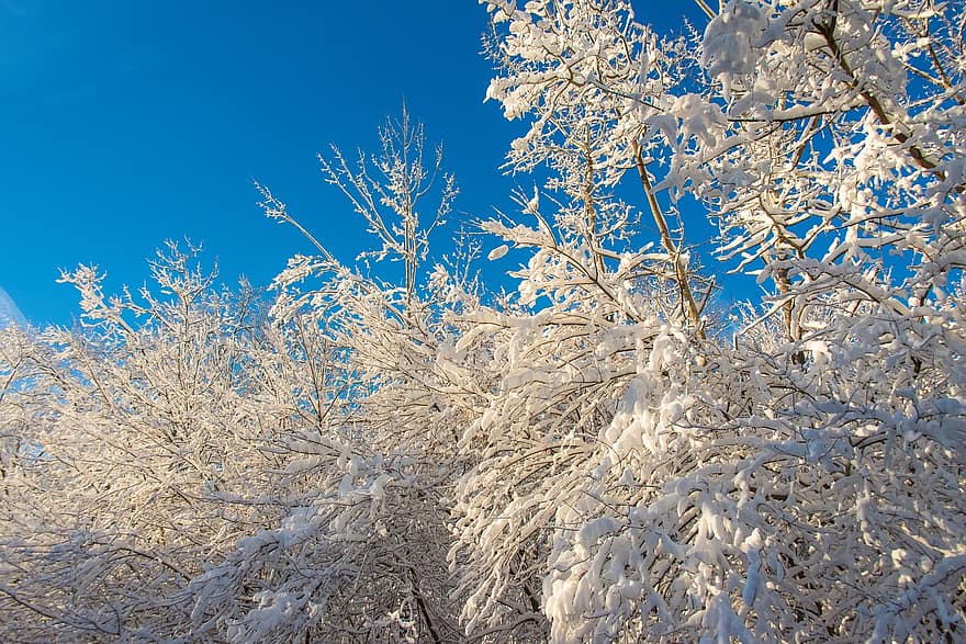 Bäume, Schnee, Frost, Eis, Winter, Neu England, Südbezirk, Massachusetts, Jahreszeit, szenisch, Natur