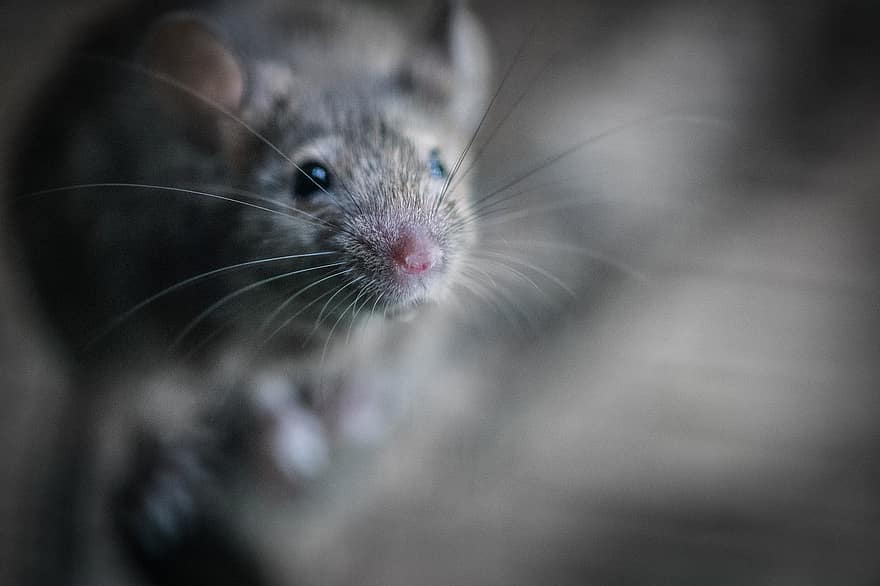 Mouse, House Mouse, Nose, Cheese, Taster, Exterminator, Mousetrap, Rodent, close-up, pets, cute