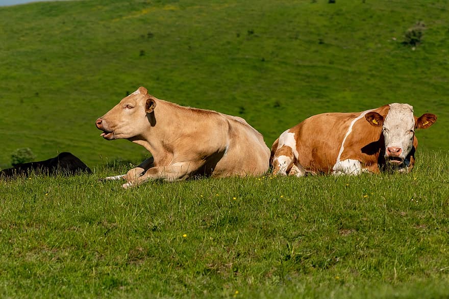 牛、ペア、フィールド、寝転んで、牧草地、草原、家畜、農場の動物、自然、動物たち、屋外