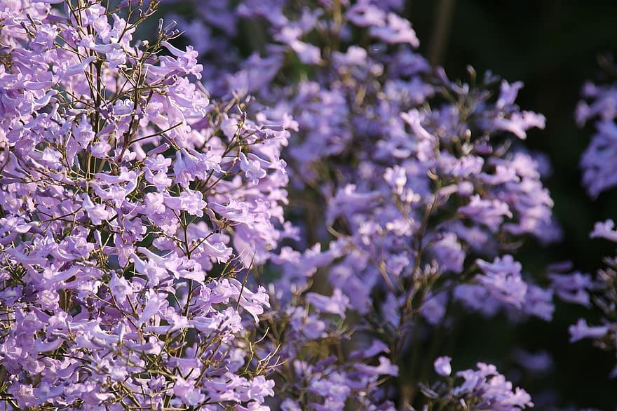 цветы, фиолетовые цветы, Цветущая, дерево, цветение, весна, природа