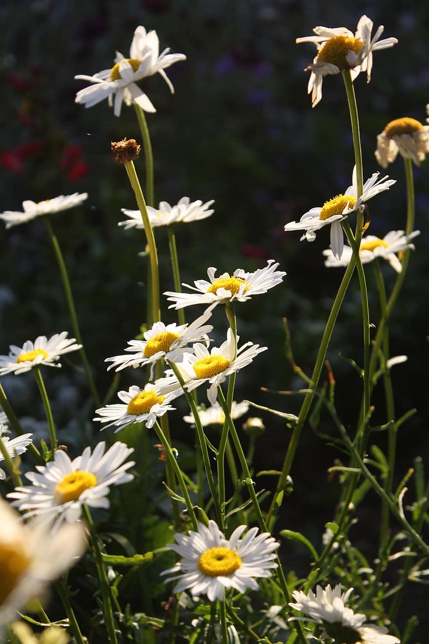 daisy, blommor, växt, vita blommor, blomma, flora, sommar, äng, natur, närbild