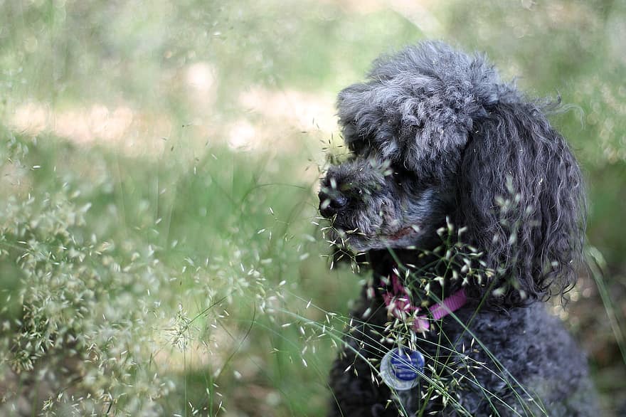 Dog, Poodle, Miniature Poodle, Animal, Puppy, Cute, Play, Dogs, Charming, Breed, Grass