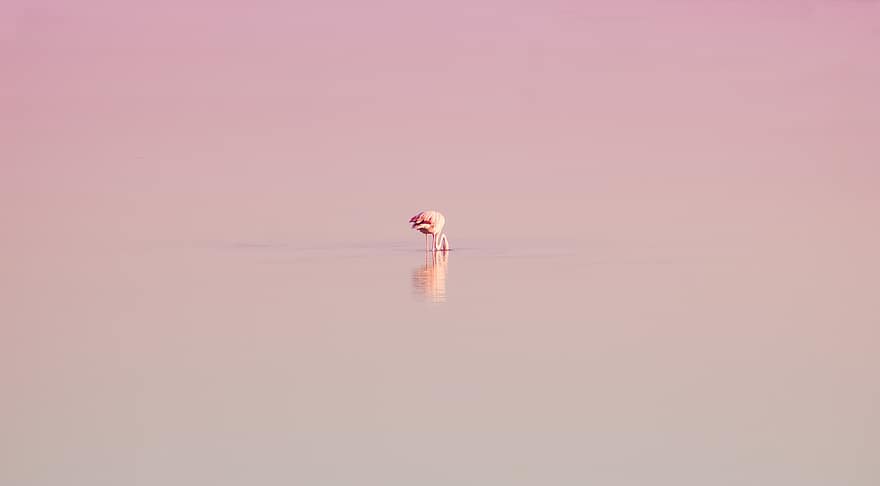flamingo, flamenco, pasăre, pene, reflecţie, natură, animal, ave, tapet, fundal