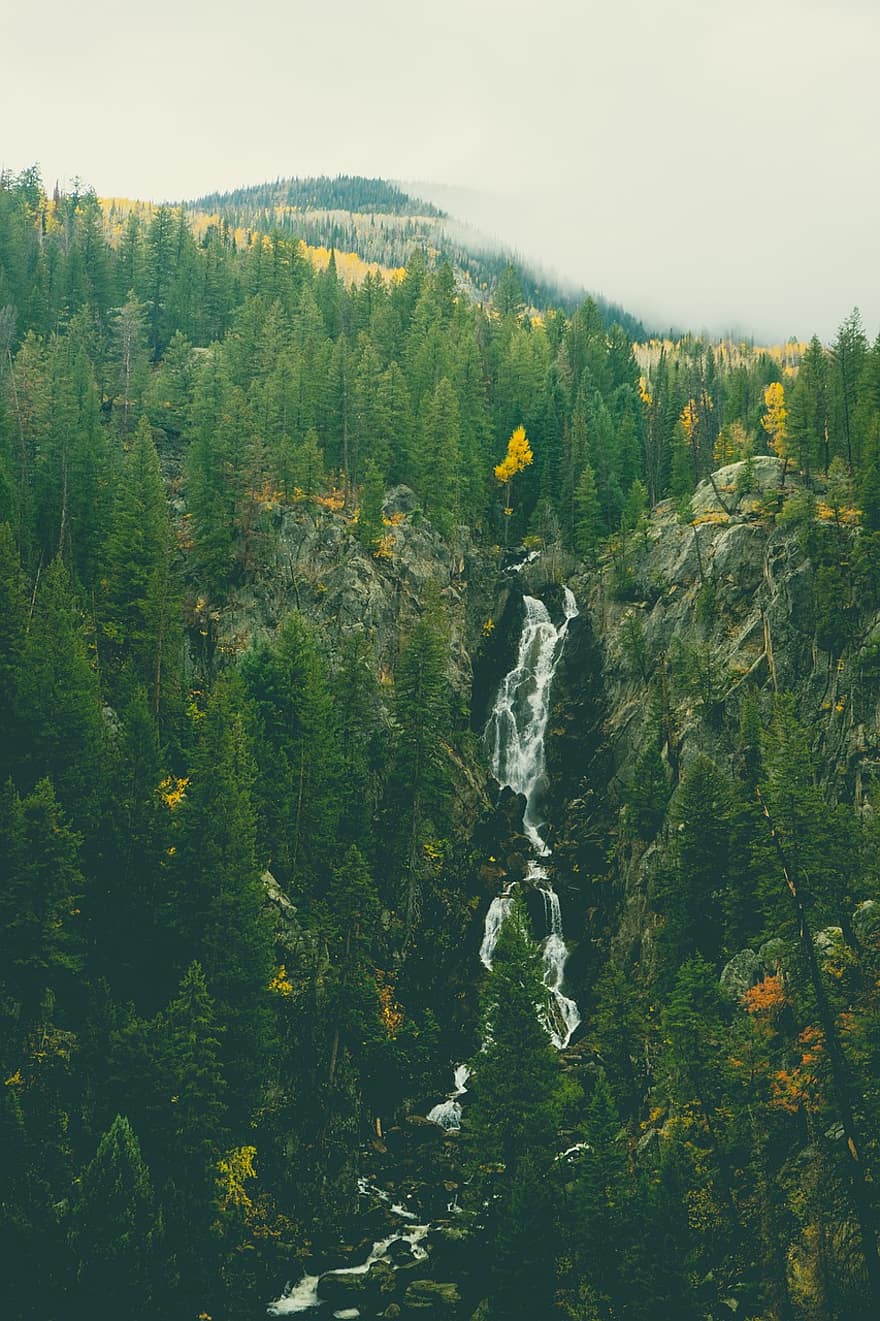 Bäume, Natur, Herbst, fallen, Jahreszeit, Wald, Wildnis, draußen, Steamboat Springs, Colorado, Berge