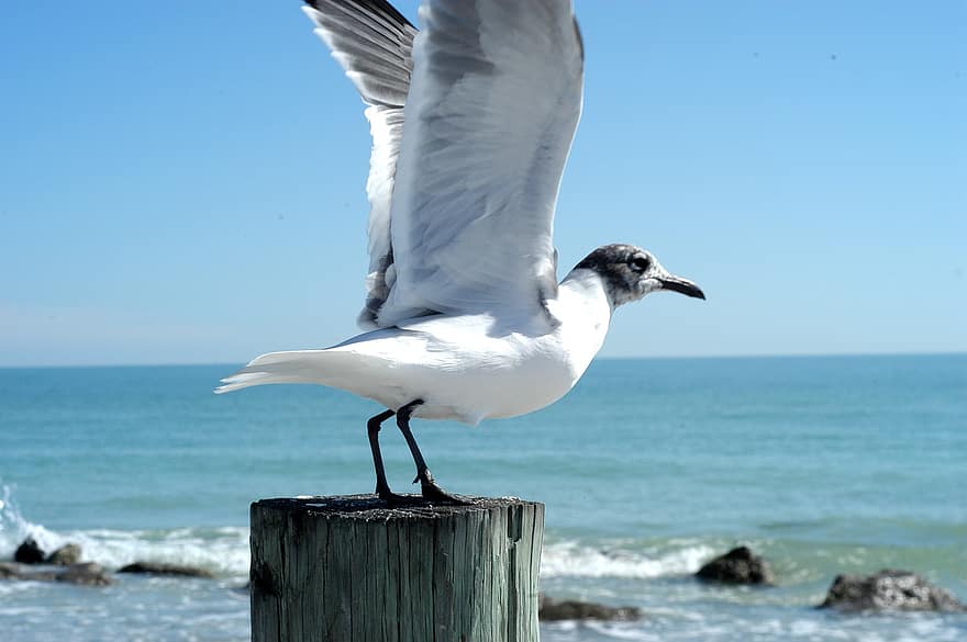Seagull, Sea, Beach, Bird Birds, Nature, Birds, Water, Coast, Landscape, Seaside, Ocean
