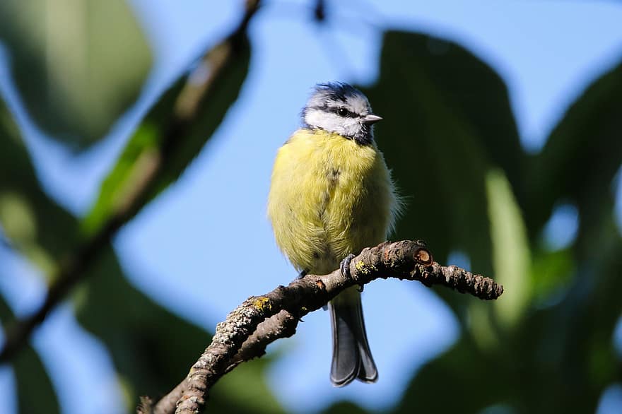 teta azul, pájaro, posado, teta, animal, plumas, plumaje, pico, cuenta, observación de aves, ornitología