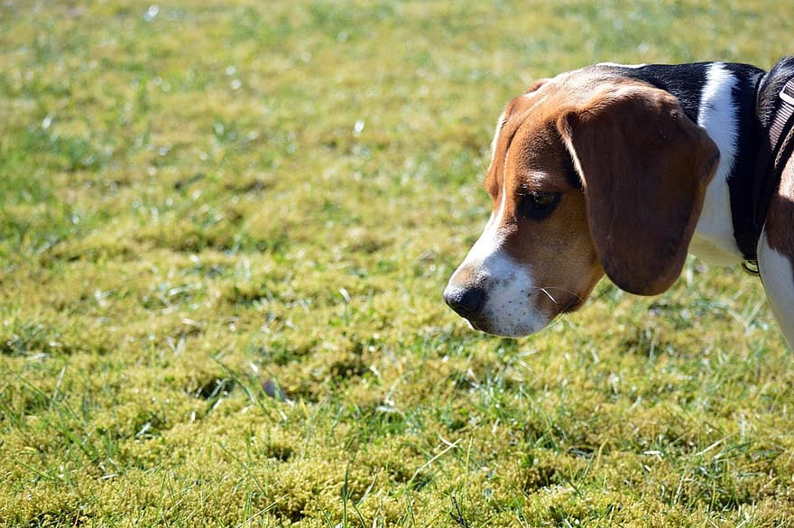 Animal, Dog, Beagle, Breed, Canine, Mammal, Outdoors, Lawn, pets, grass, cute