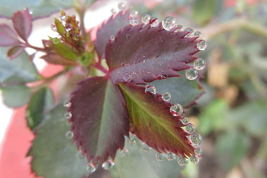 feuilles de rose, rosée du matin, plante, des gouttes de rosée, la nature, jardin, gouttes de pluie