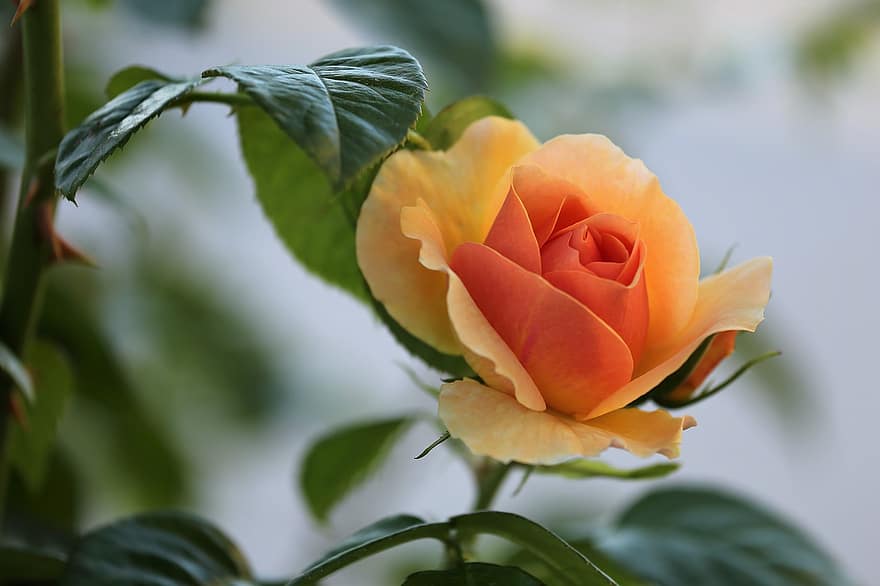 желтая оранжевая роза, цветок, завод, лепестки, цветение, Флора, природа, крупный план, лист, лепесток, летом
