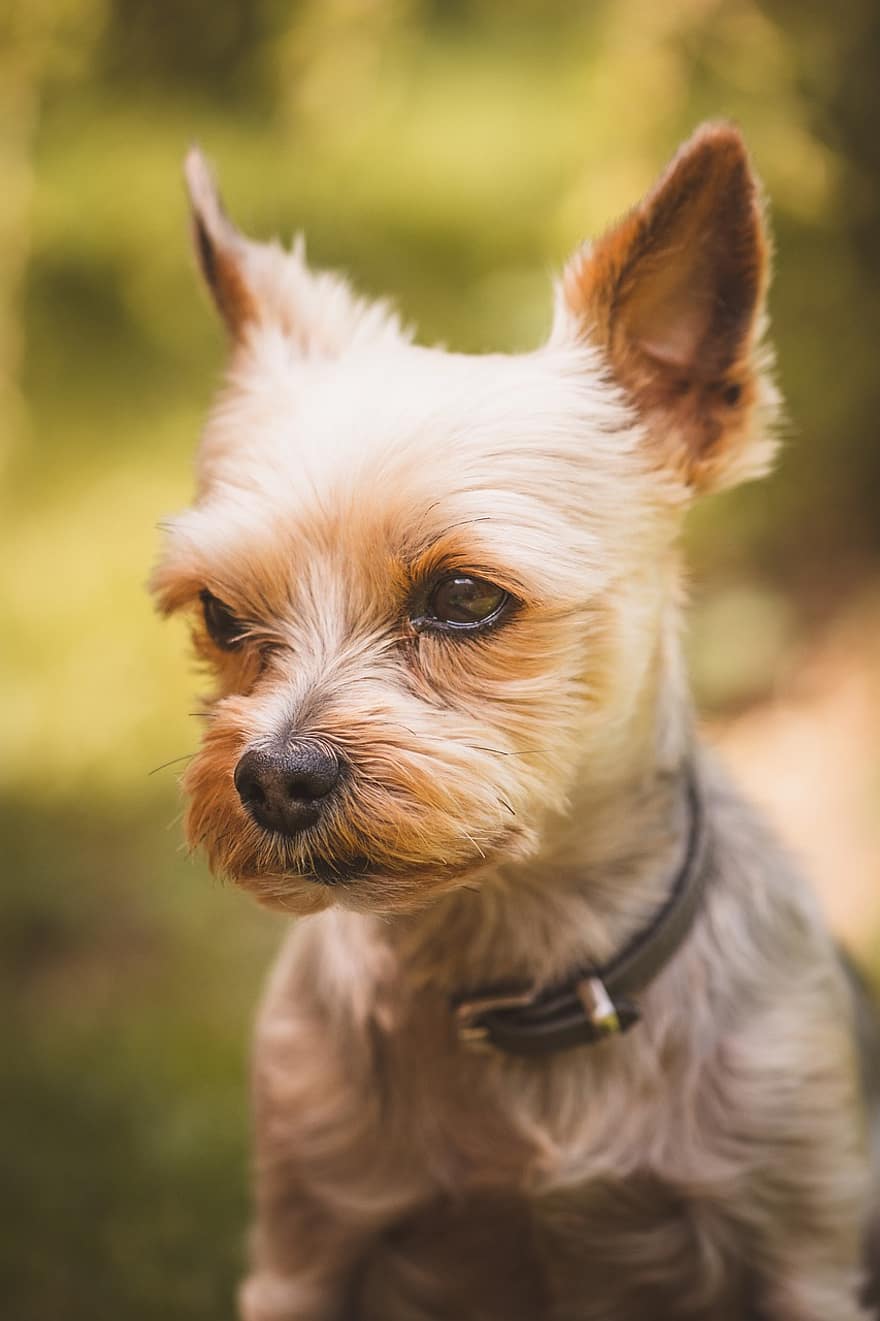 hond, huisdier, klein, yorkshire terrier, hoofd, detailopname