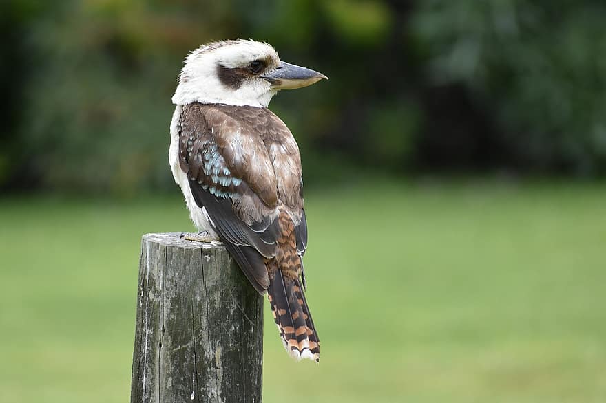 kookaburra, Austràlia, ocell, pescat-martell, vida salvatge, posat, australià, aviària