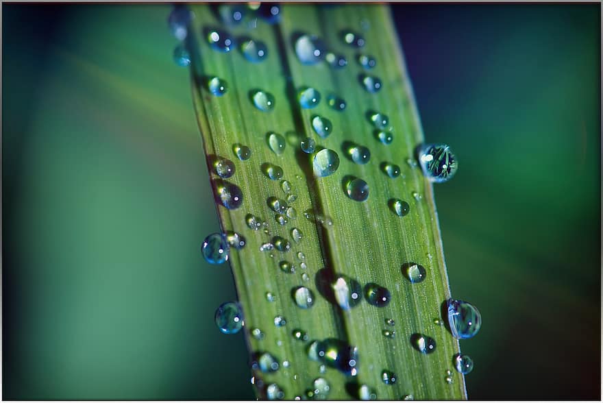 трава, капли росы, макрос, зеленый, дождь, зеркало, крупный план, падение, лист, зеленого цвета, свежесть