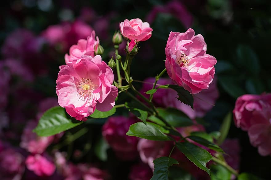 rosa canina, fiori, pianta, fiori rosa, petali, fioritura, le foglie, primavera, giardino, natura