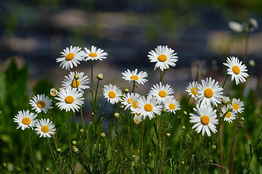daisy, blommor, växter, vita tusensköna, fält, äng, kronblad, löv, blomma, blommar, utomhus