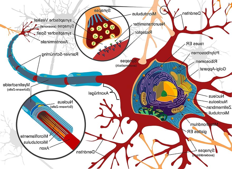 desenhando, célula nervosa, Neurônio, eletricamente, células, sistema nervoso, vertebrado, cérebro, medula espinhal, periférico, sinapse