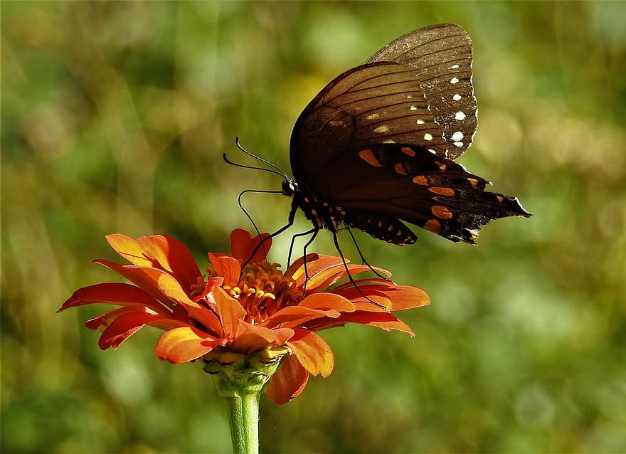 бабочка, цветок, крылья, насекомое, нежный, красочный
