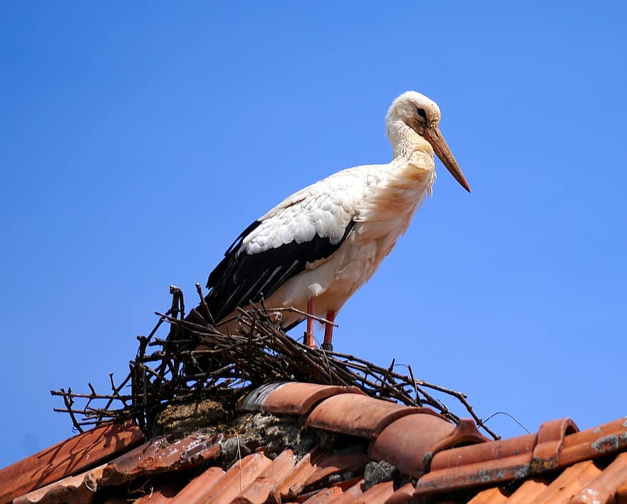Stork, Nest, Roof, Bird, White Stork, Spring, Nature