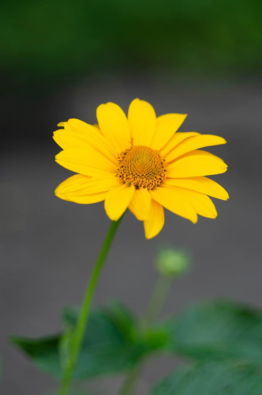 False Sunflower, Flower, Plant, Petals, Yellow Flower, Bloom, Blossom, Garden, Nature, Beauty, Closeup