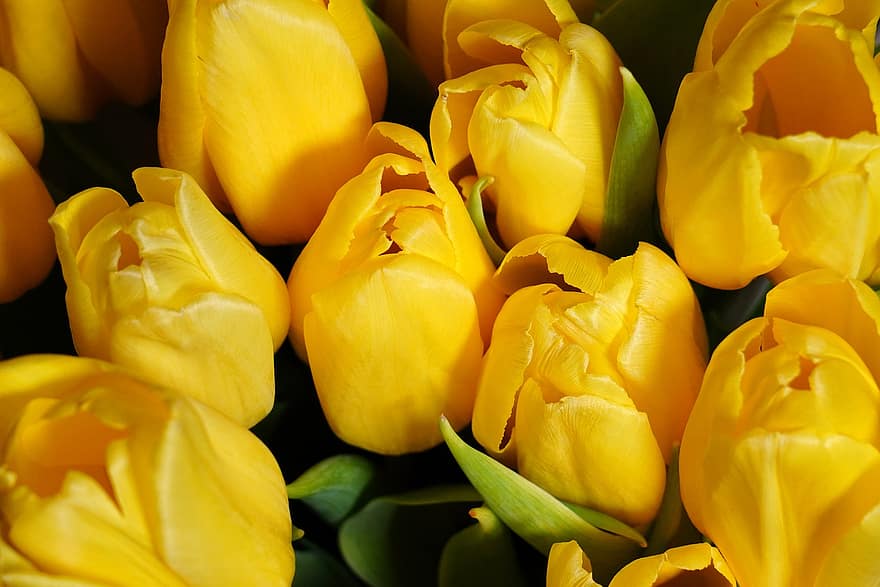 tulipány, květiny, žluté květy, okvětní lístky, žluté okvětní lístky, květ, flóra, jarní květiny, rostlin, žlutá, tulipán