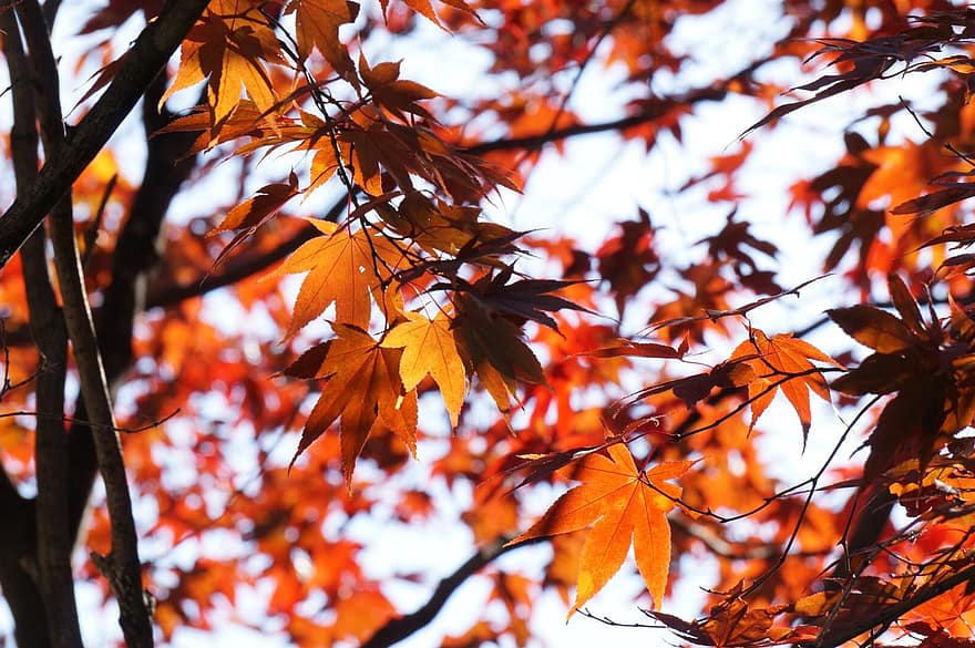 가을, 이파리, 잎, 단풍, 가을 단풍, 가을 잎, 가을 색, 오렌지 잎, 오렌지 단풍, 숲