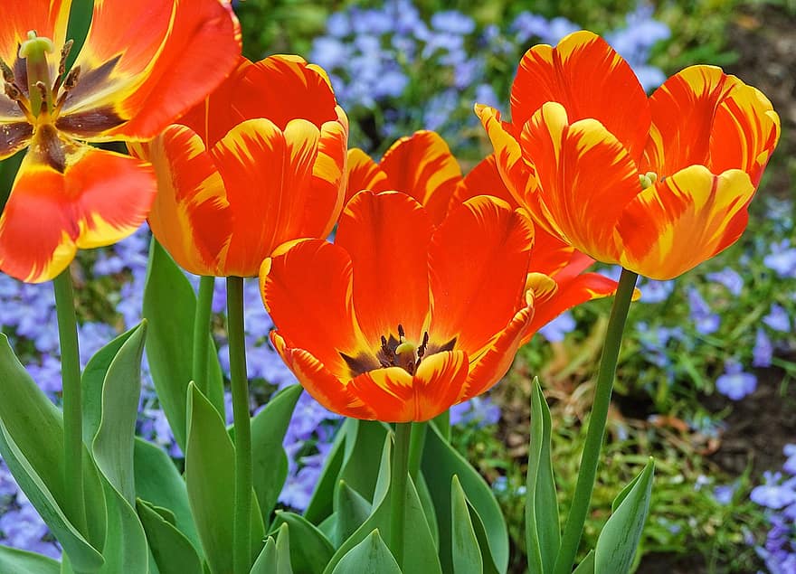 blomster, tulipaner, vår, blomst, blomstre, botanikk, hage, anlegg, sommer, gul, blomsterhodet