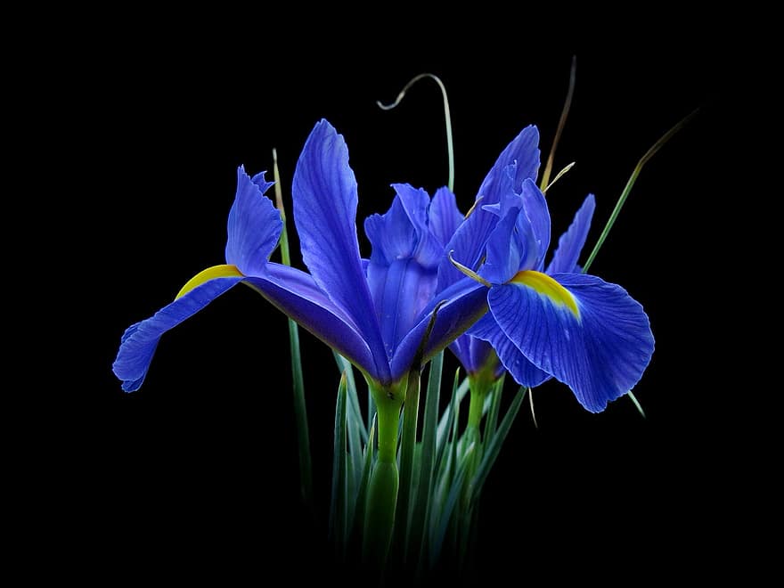 blomma, iris, botanik, natur, kronblad, Hollandiris, svärdslilja, växt, närbild, blad, sommar
