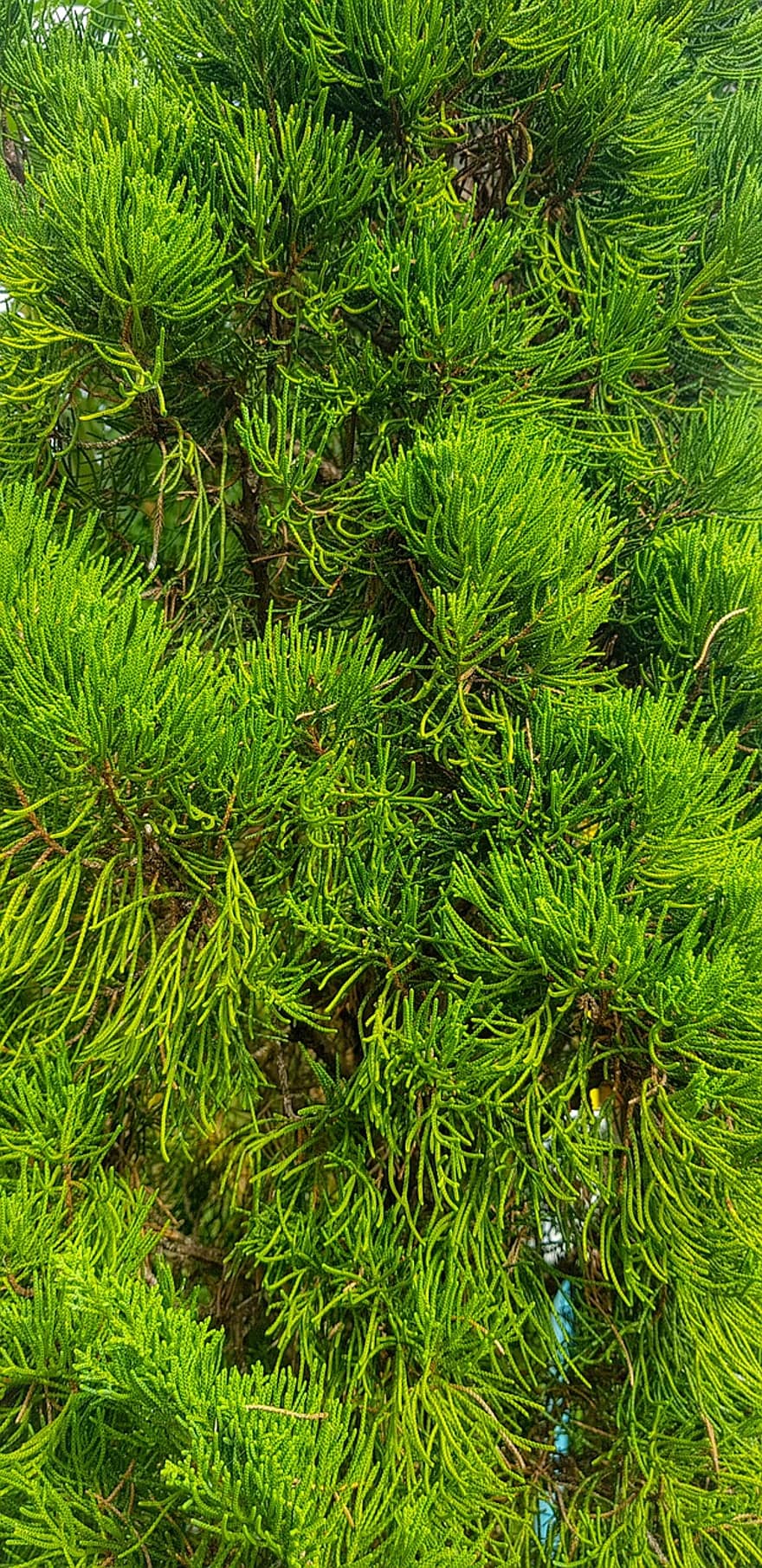 Pine Tree, Nature, Forest, Tree, Woods, Wilderness, plant, green color, close-up, backgrounds, leaf