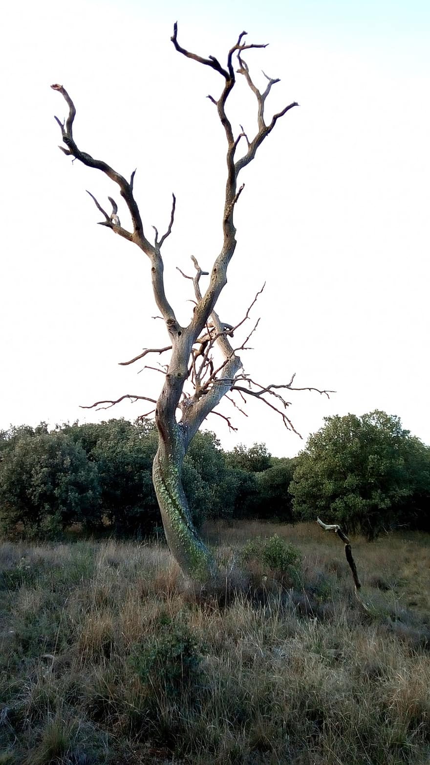 Tree, Dry