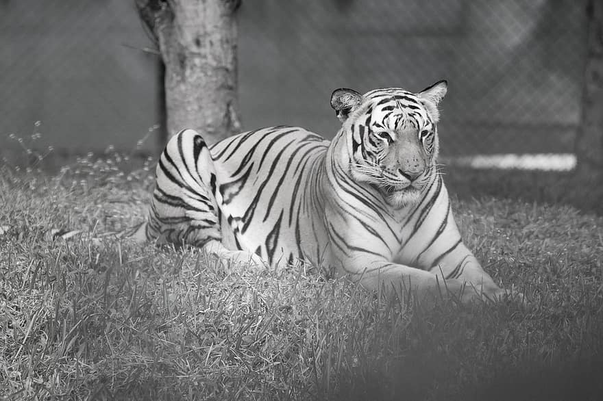 tygr, zvíře, zoo, velká kočka, pruhy, Kočkovitý, savec, tráva, louka, Příroda, volně žijících živočichů