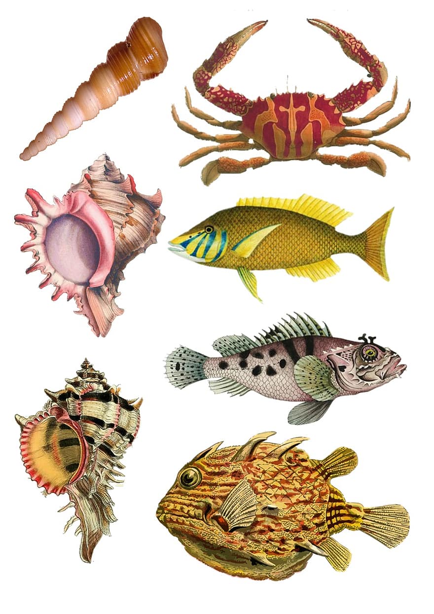fisk, collage, årgång, hav, liv, krabba, skal, strand, kust, gul, marin-